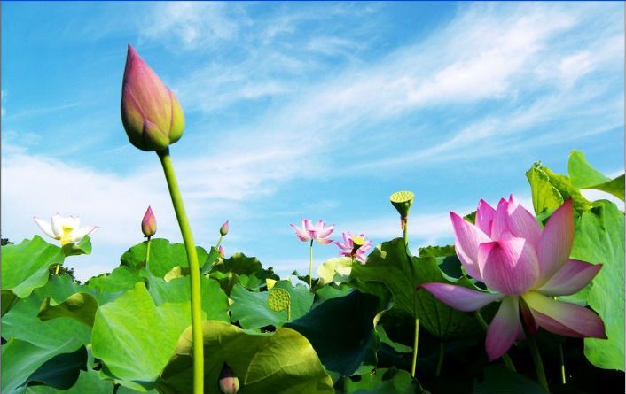 The Allure of Summer Lotus Season at Hanoi Scenic West Lake